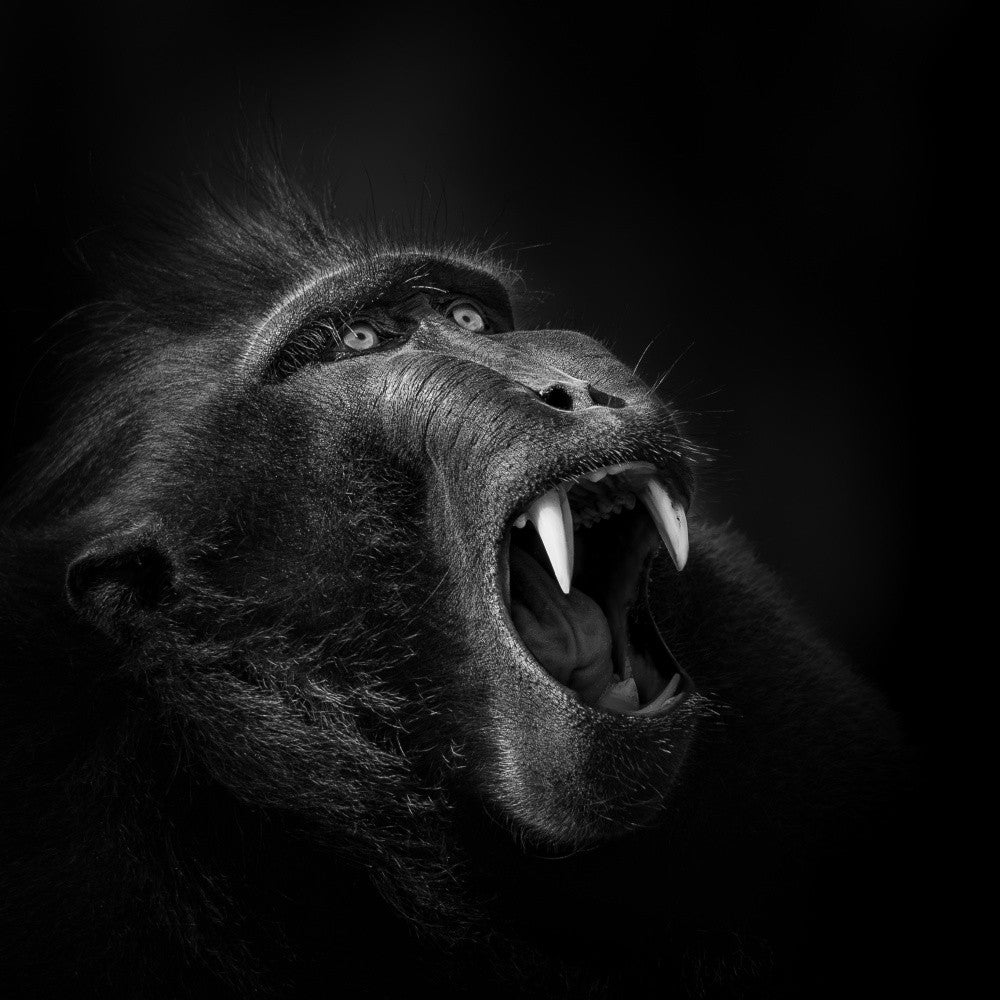 Hungry