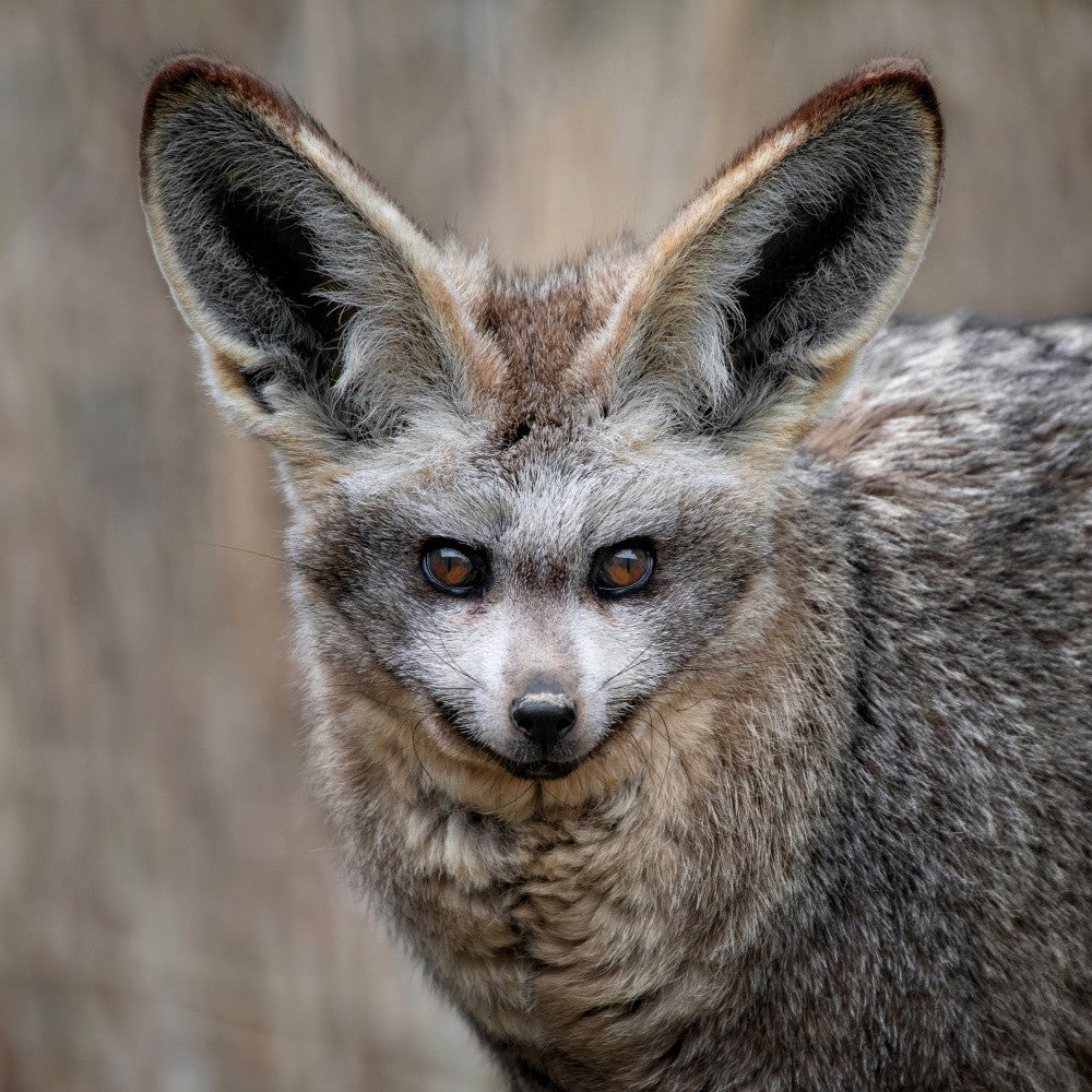 Bat-Eared Fox - Otocyon Megalotis