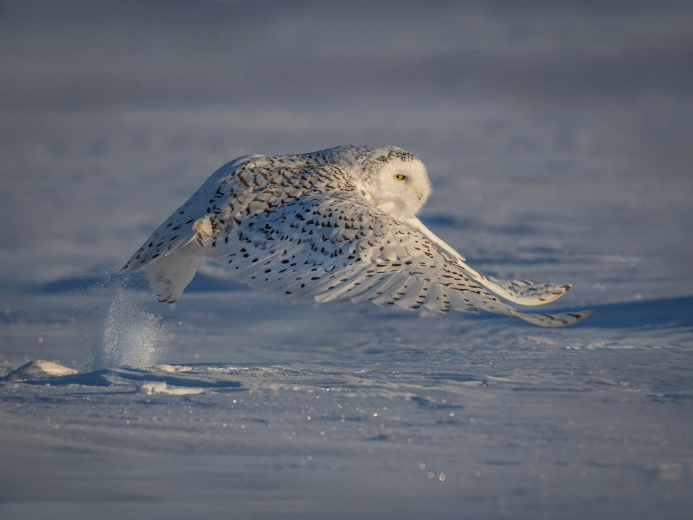 Snow owl
