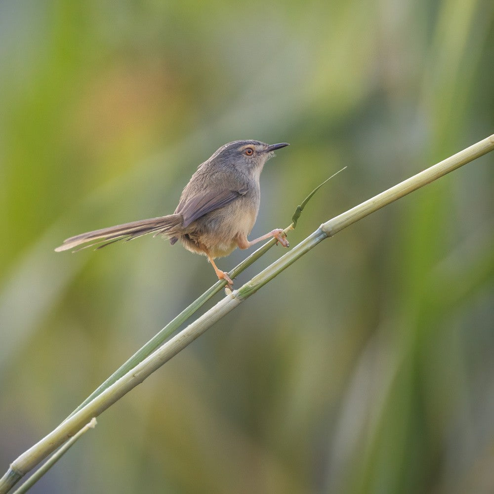 yellow-bellied prinia