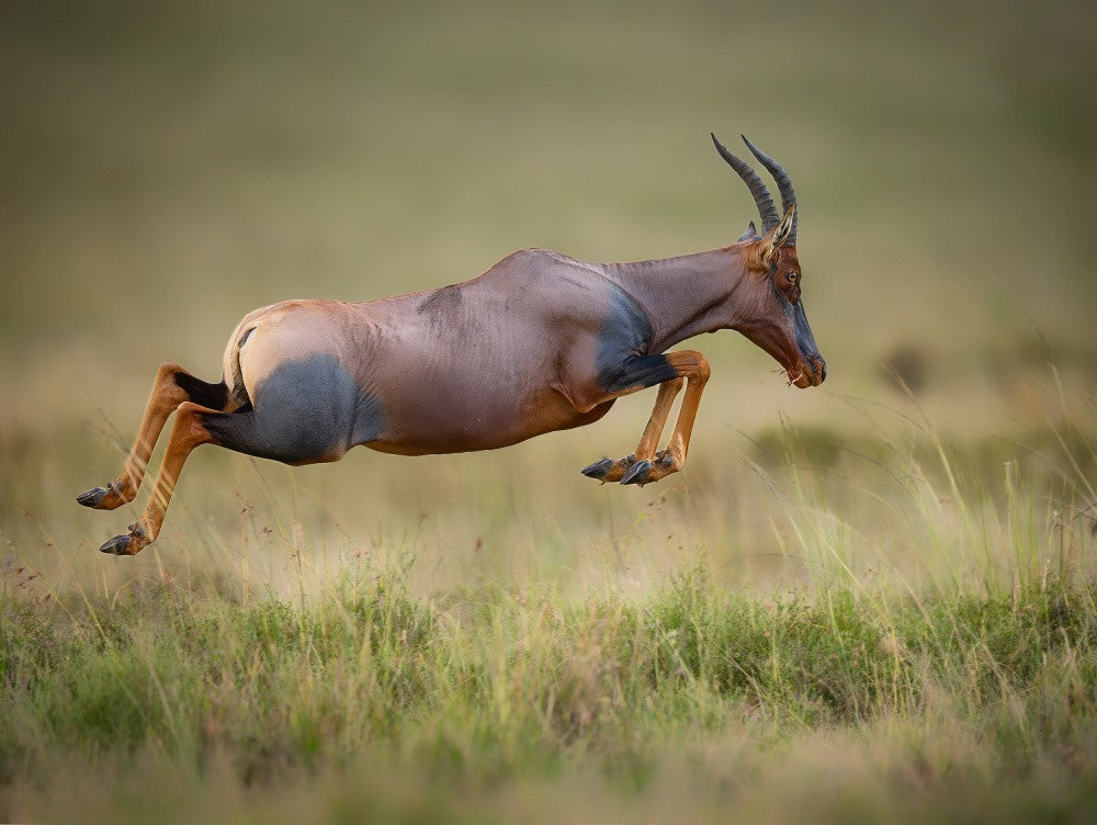 Stretch, Jump, Chew: Topi Style