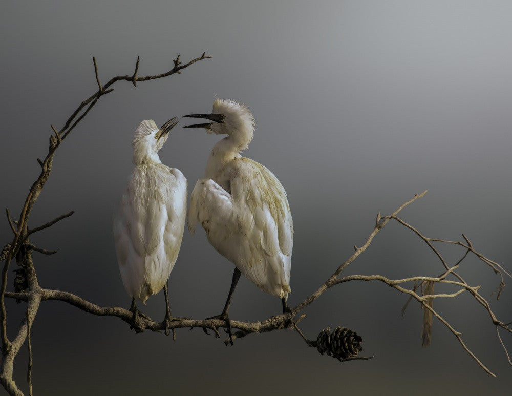Love is in the air.