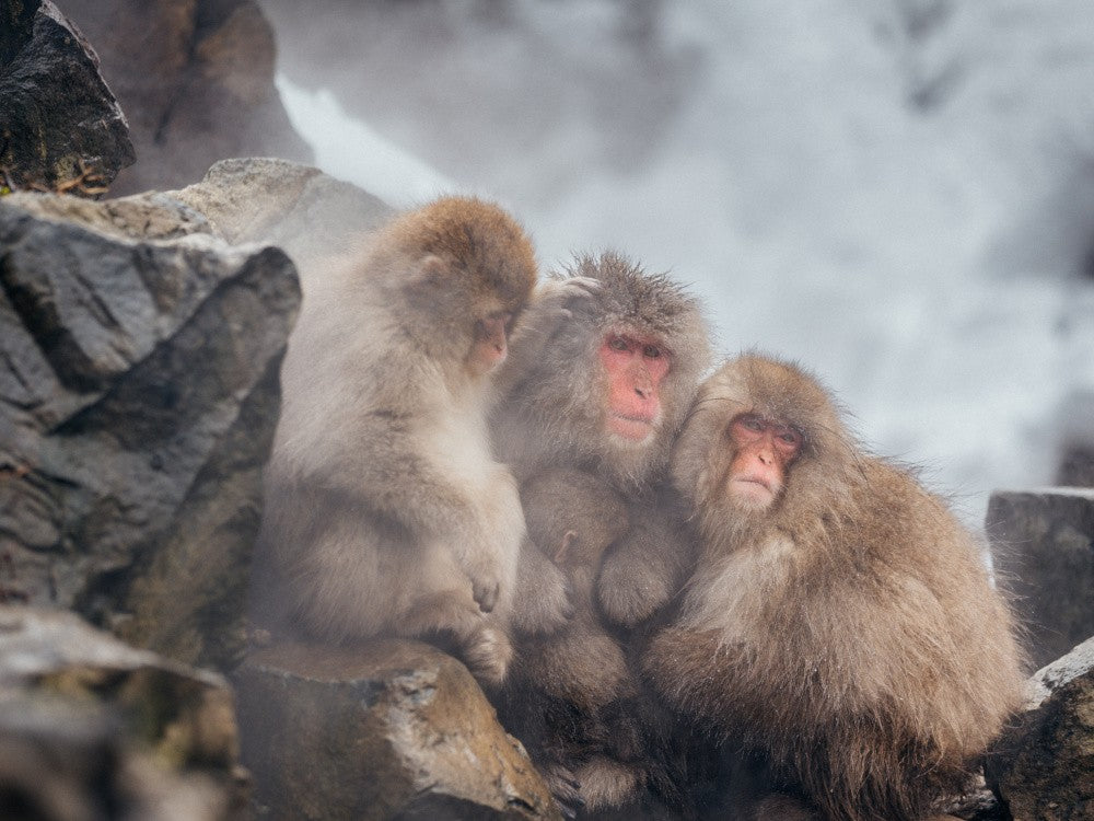 Snow Monkey