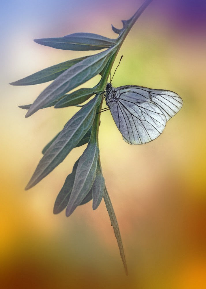 Aporia crataegi