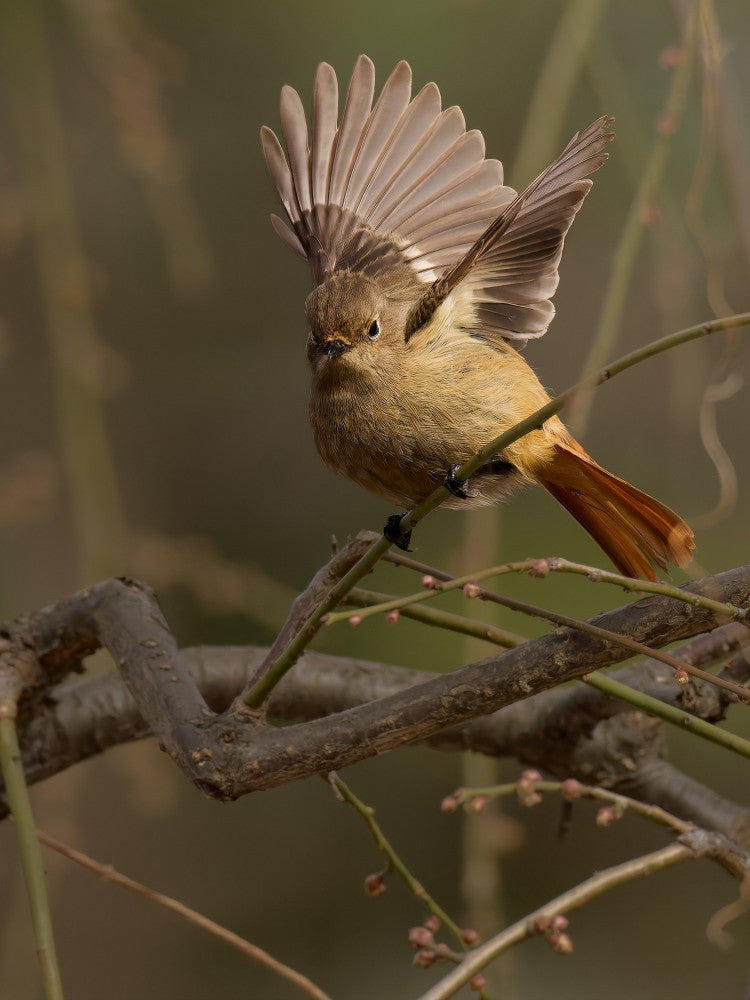 Daurian redstart