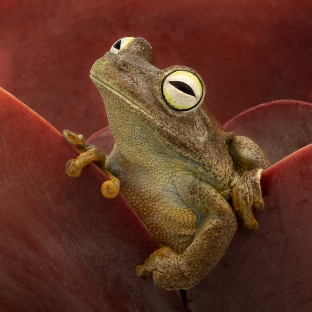 Emerald Eye Tree Frog