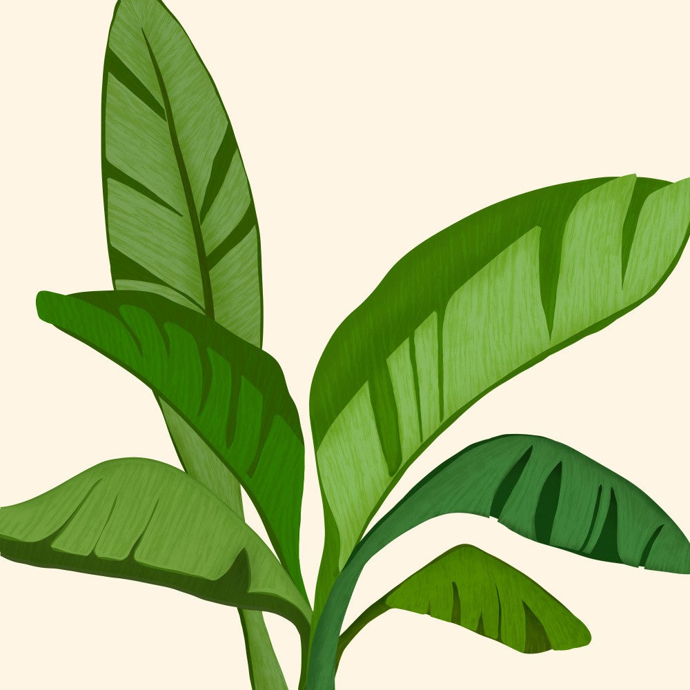 Tropical Banana Leaves