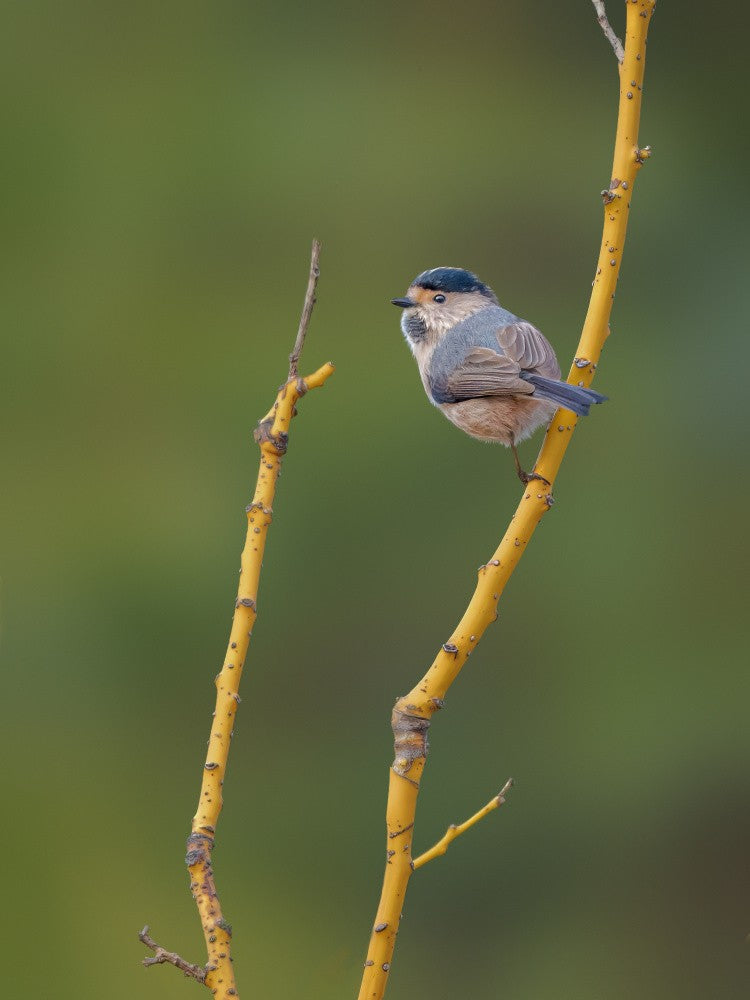Silver throated tit