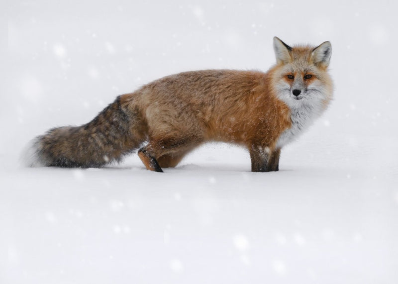 Renard dans la neige