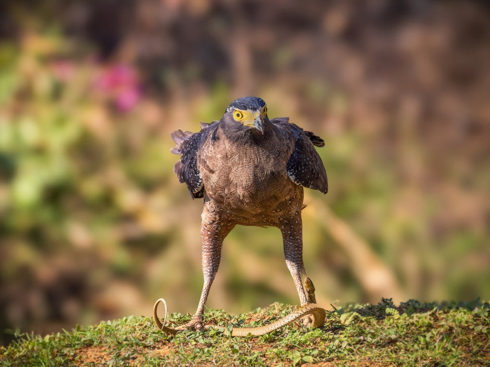 Crested Serpent Eagle