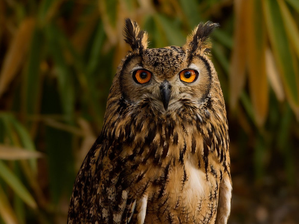Bubo bubo