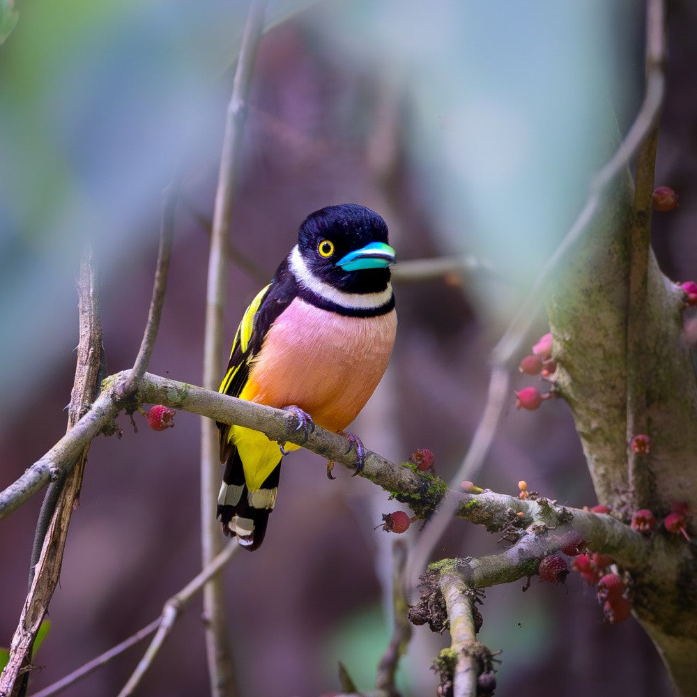 Black and yellow broadbill