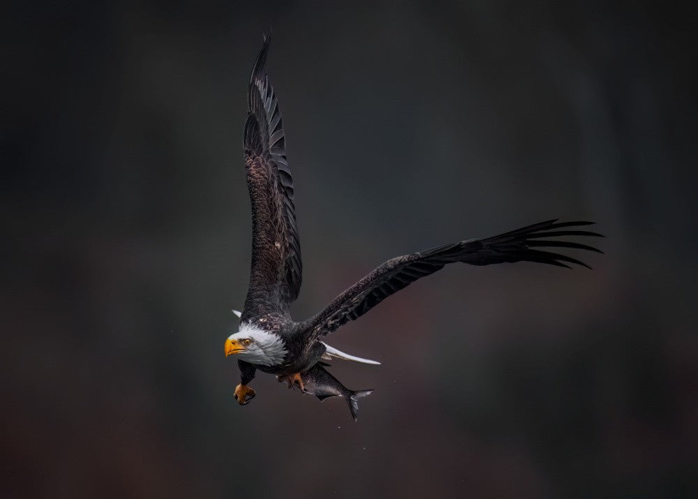 Flight with the Prize