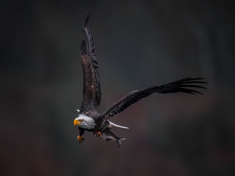 Flight with the Prize