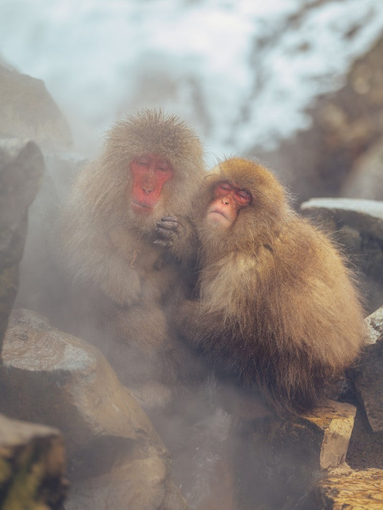 Snow Monkeys
