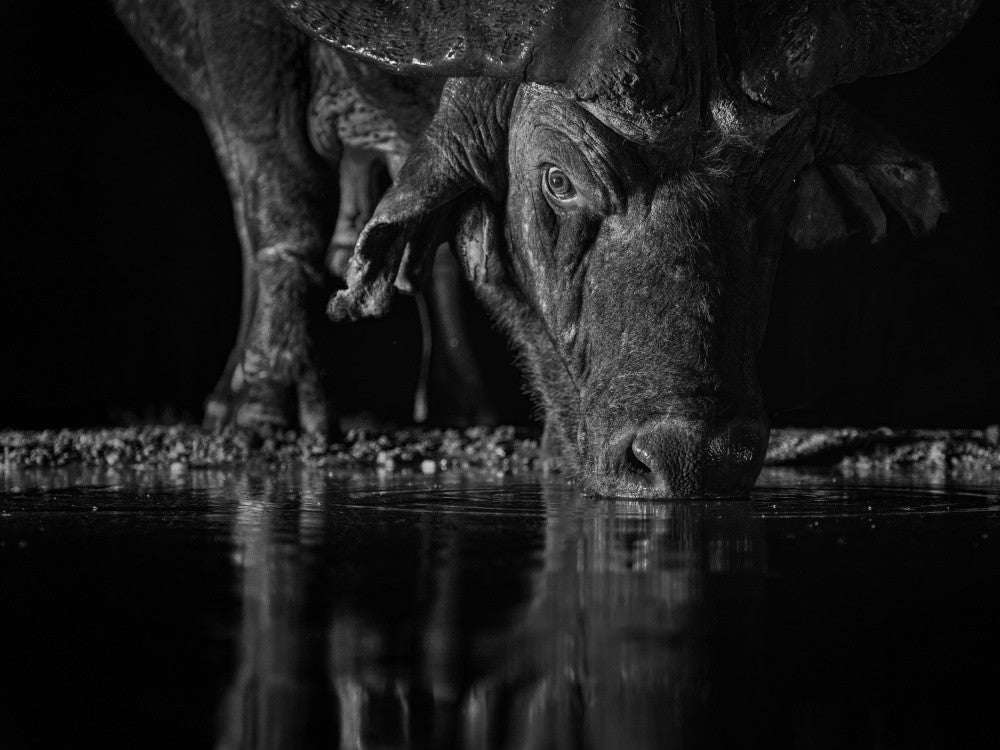 Thirsty buffalo