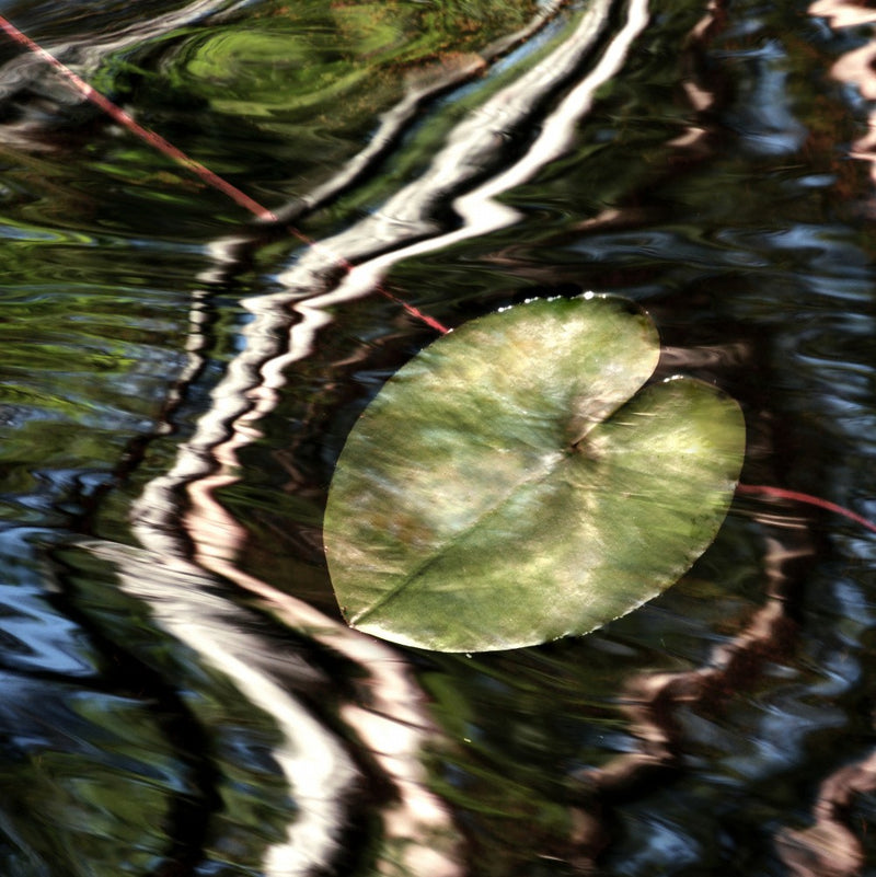 Water Embrace