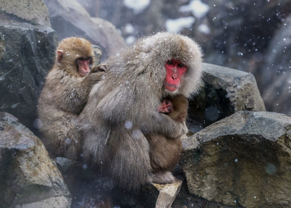 Snow monkeys