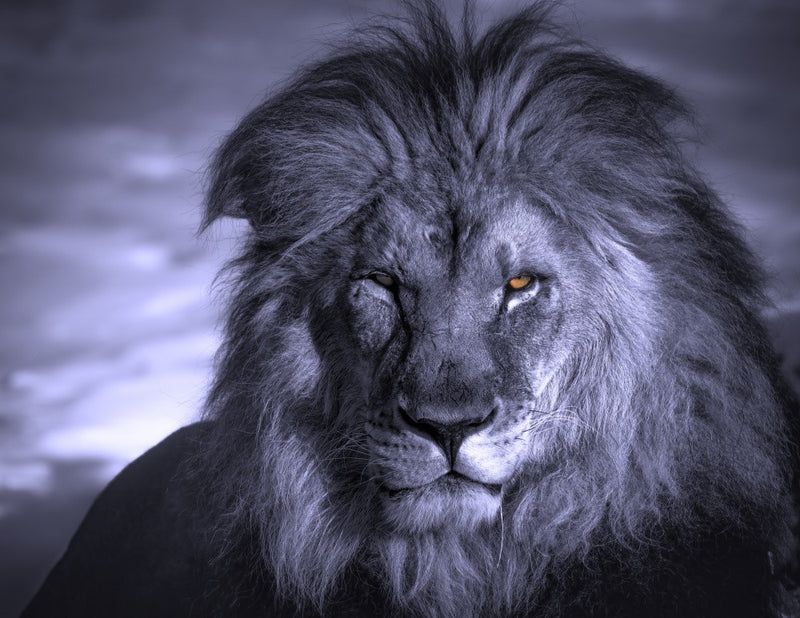 The king III