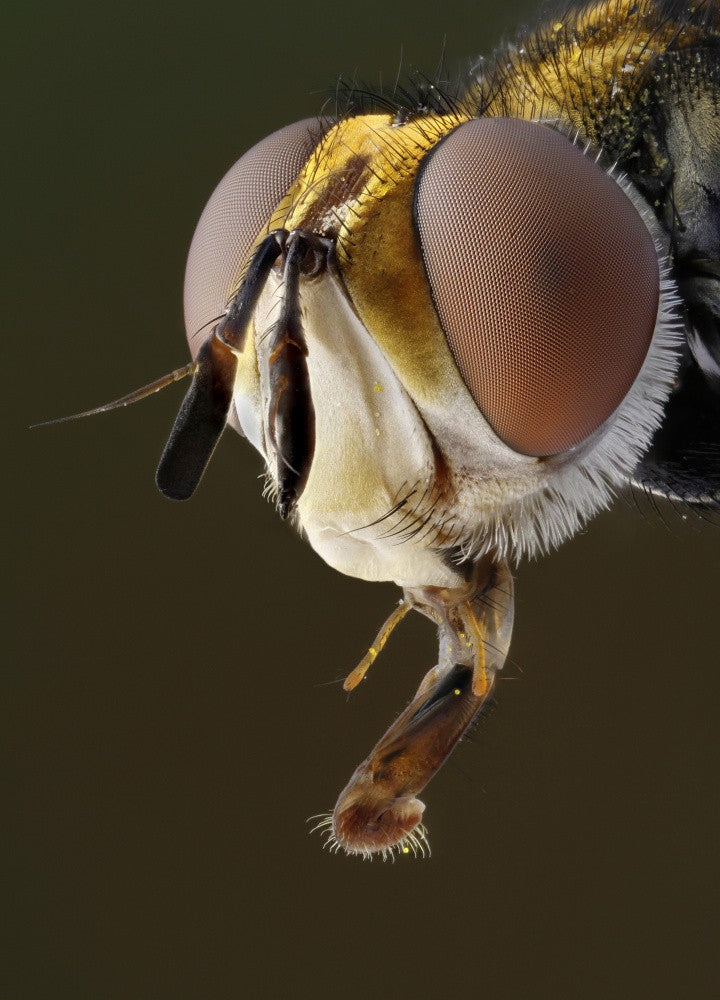 Fly head