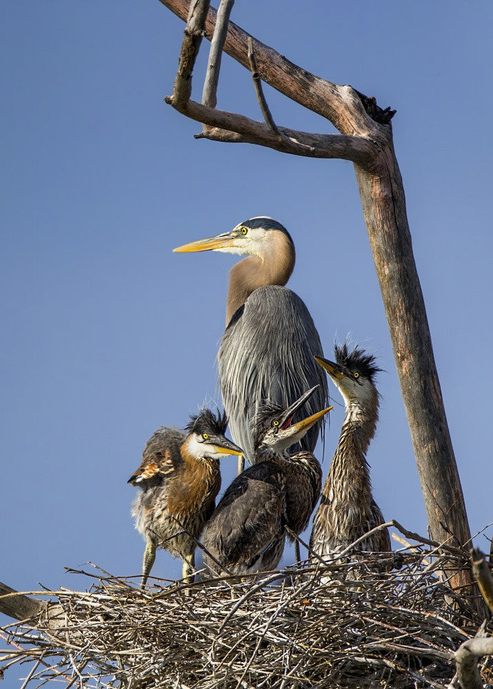 "Proud" Mother