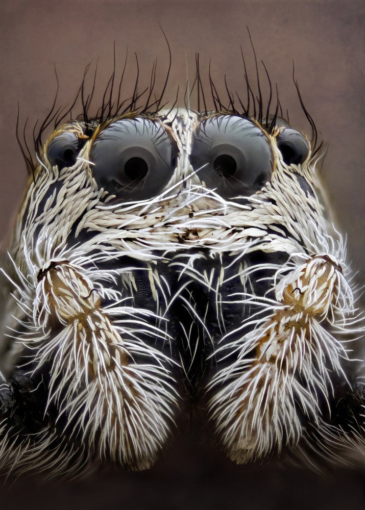 Jumping spider
