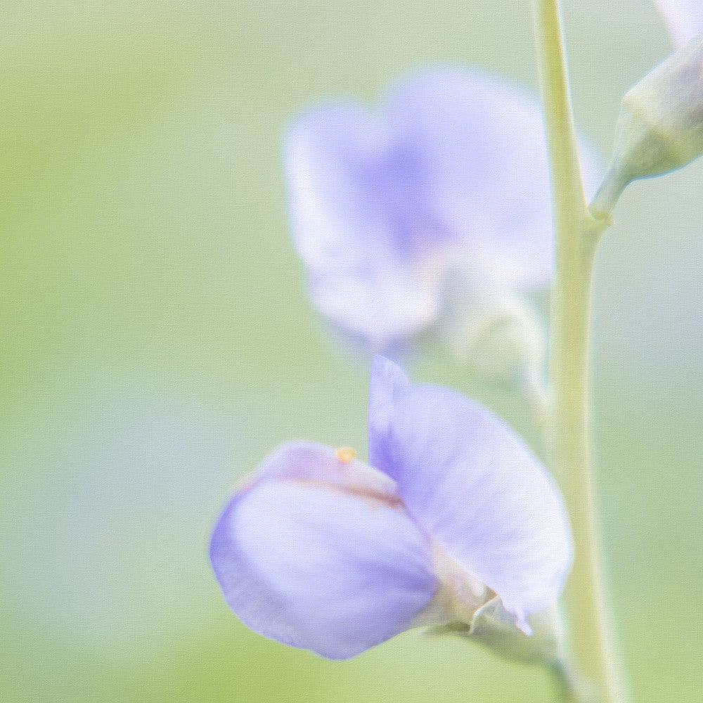 Soft Petal Glow