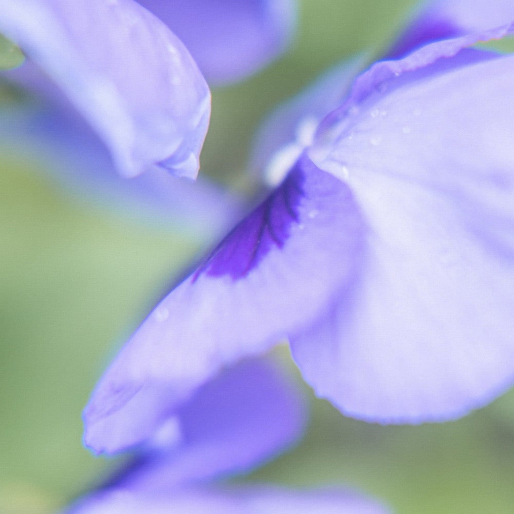 Whispers of Violet