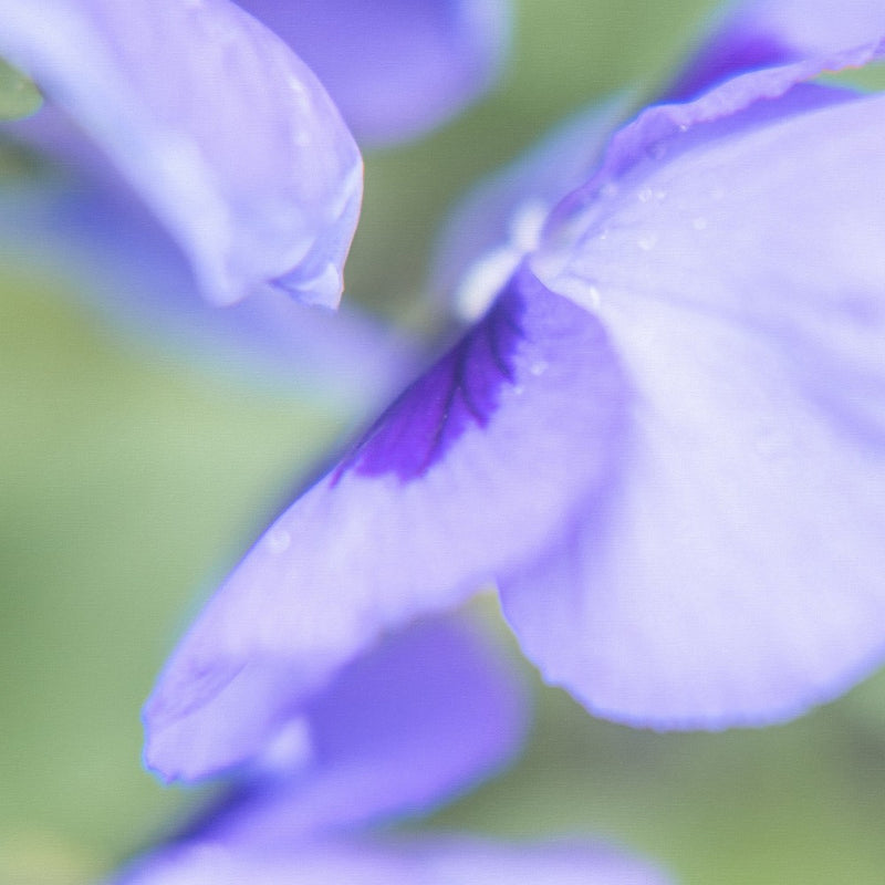 Whispers of Violet