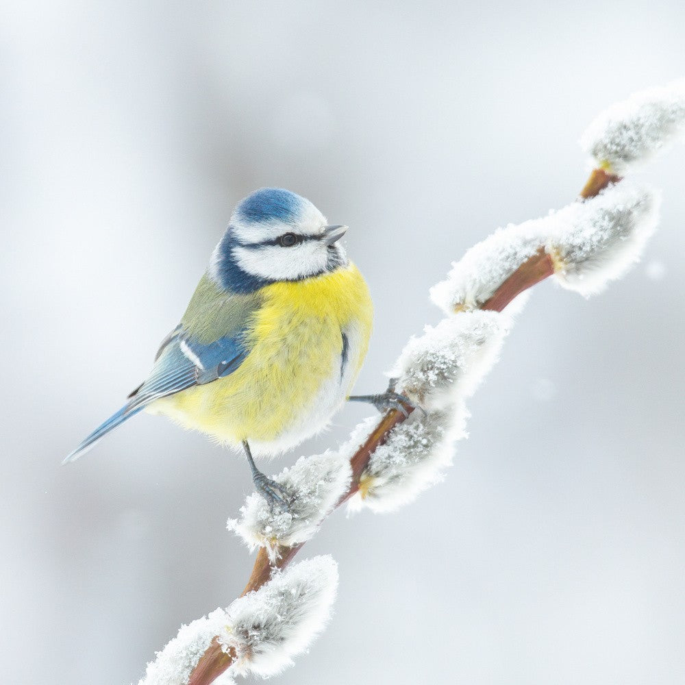 White, yellow and blue.