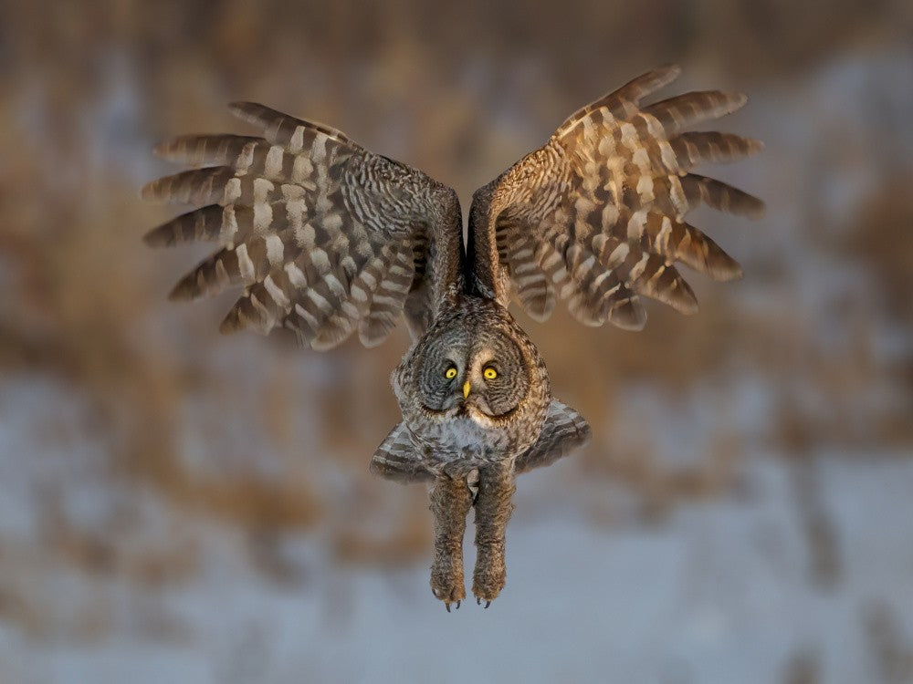 Great grey owl