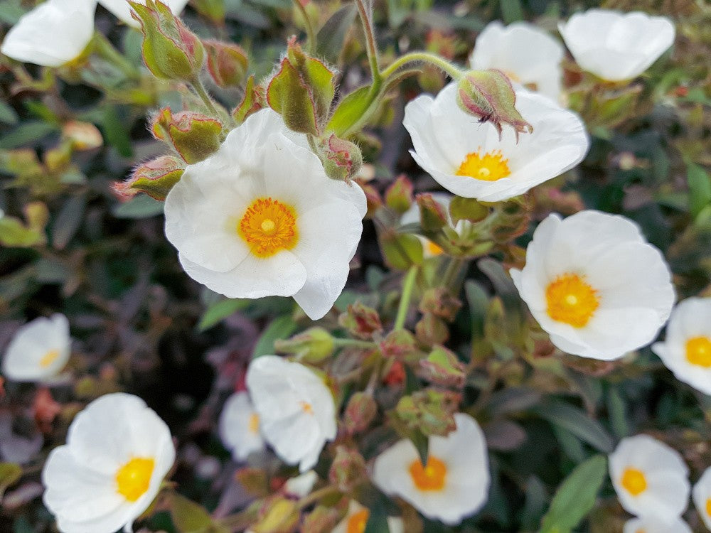 Det Blommar I Rom