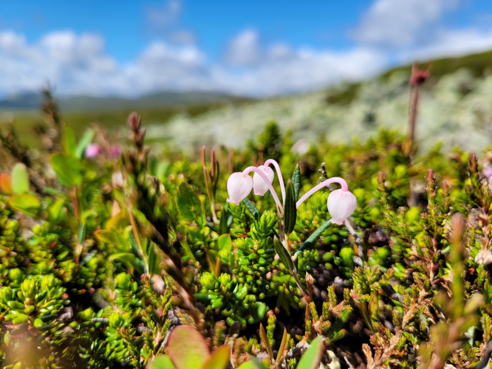 Det Blommar På Fjället