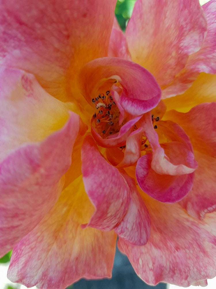 Det Blommar På Irland