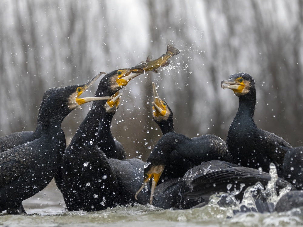 "It´s mine". Cormorants.