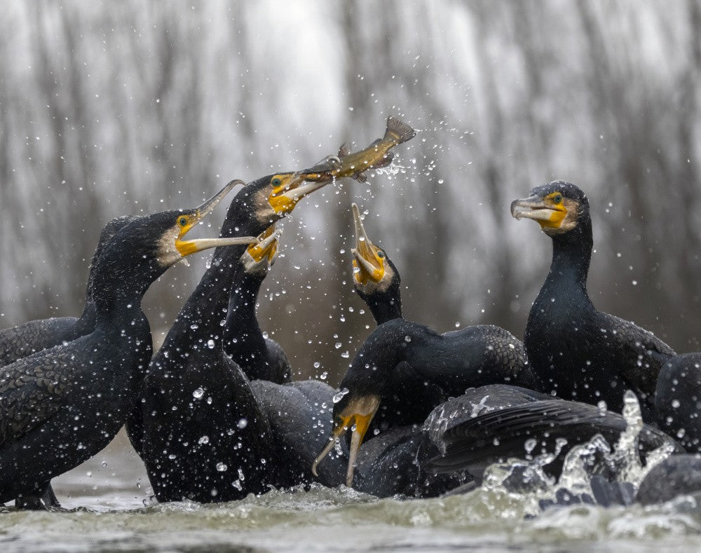 "It´s mine". Cormorants.