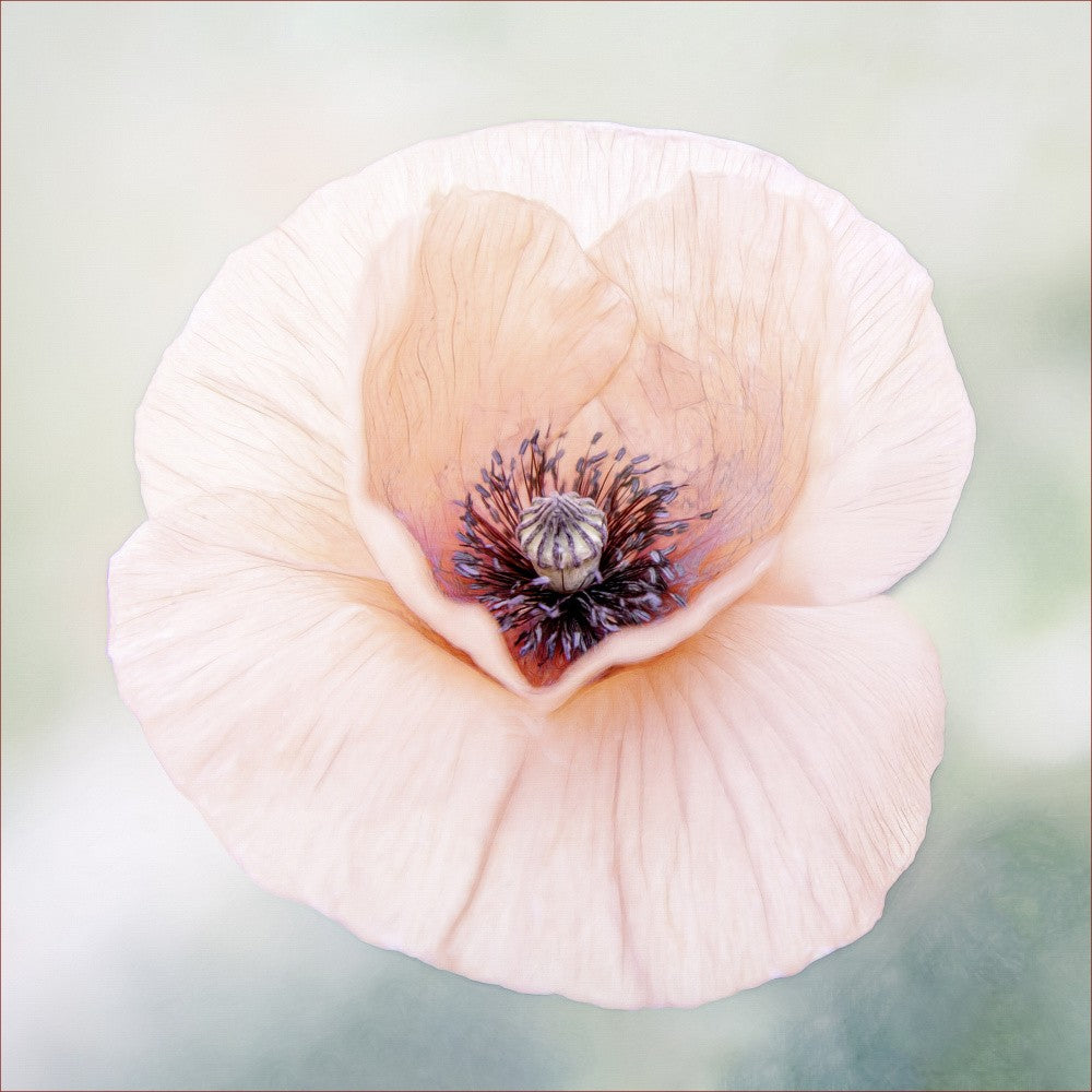 Mohn mit Herz...