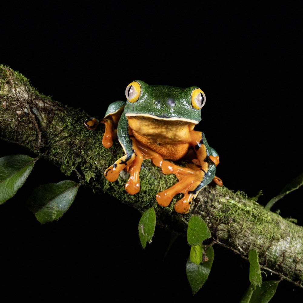 Splendid leaf frog