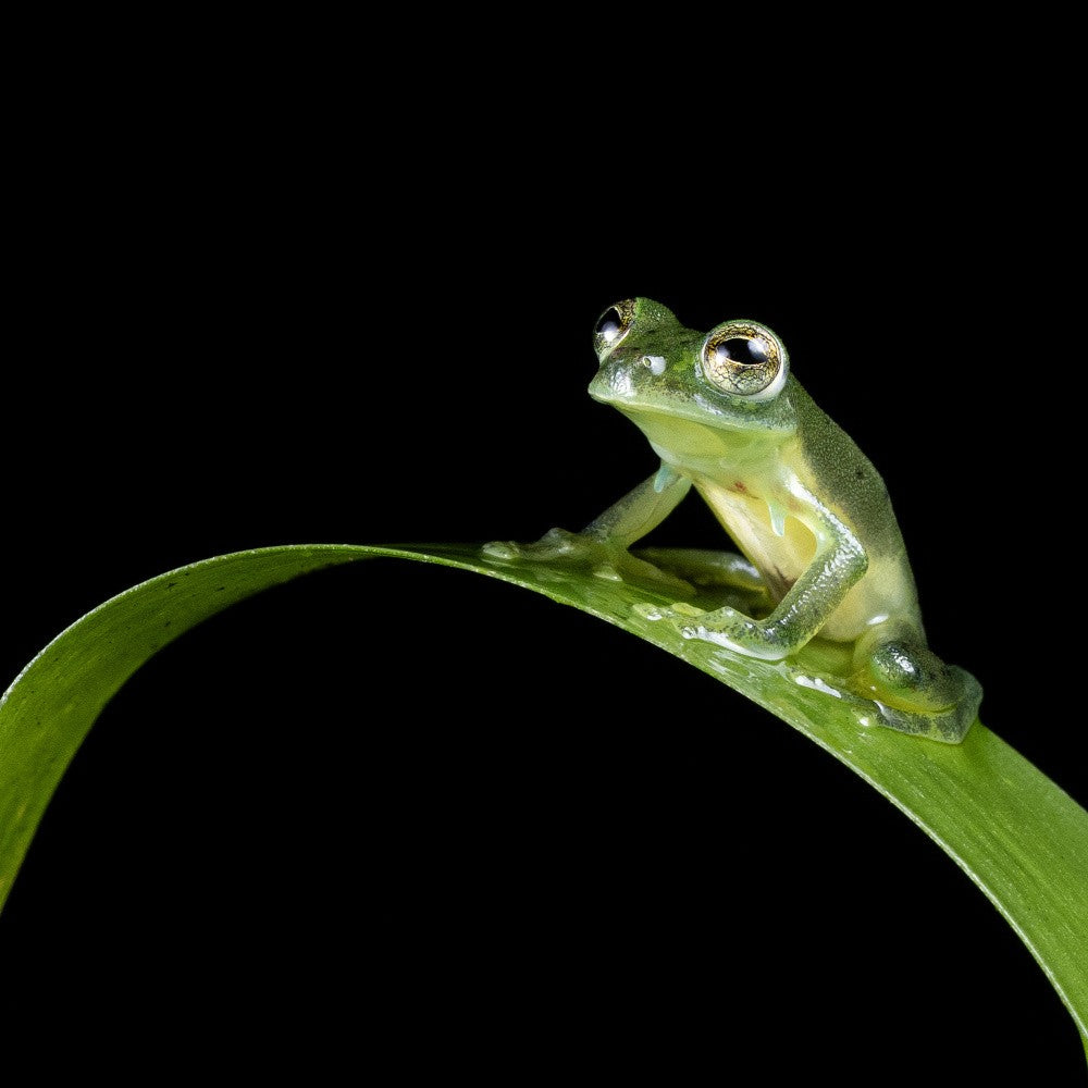 Green glass frog