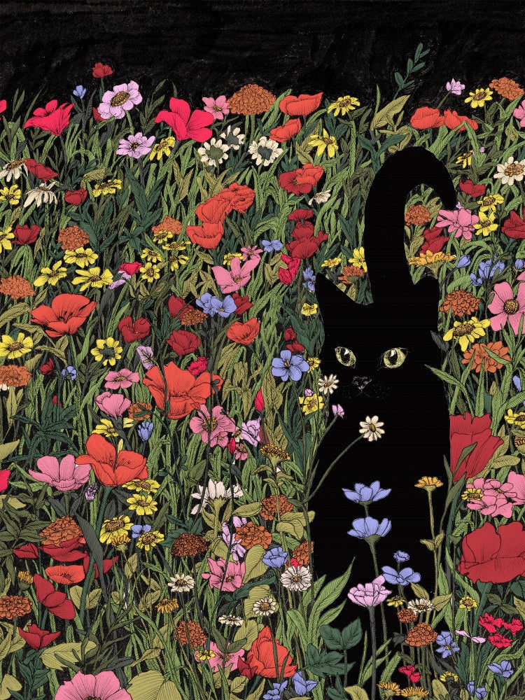 Black Meadow Cat