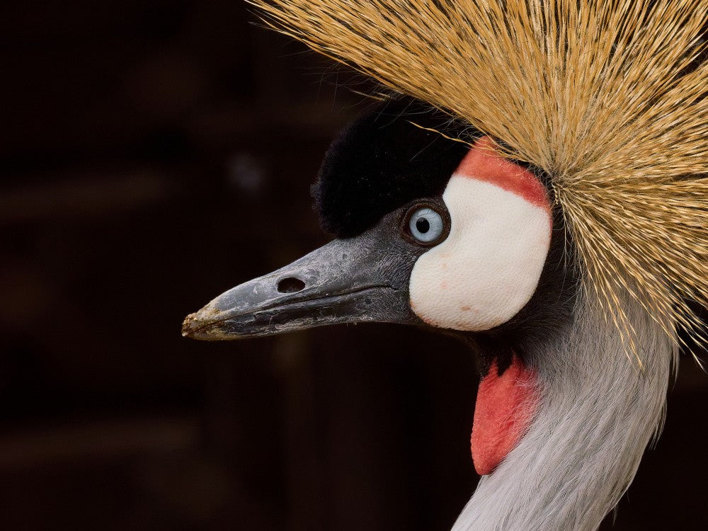 Grey crowned crane