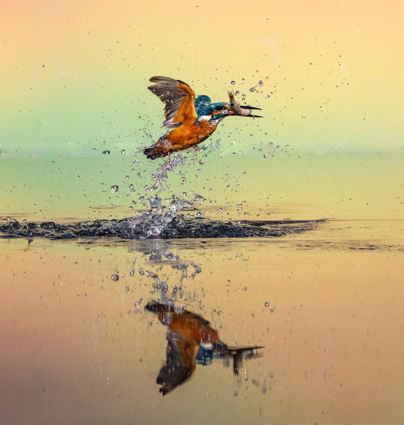Reflections