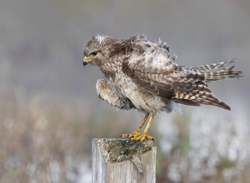 The Beauty of the Red Shoulder Hawk