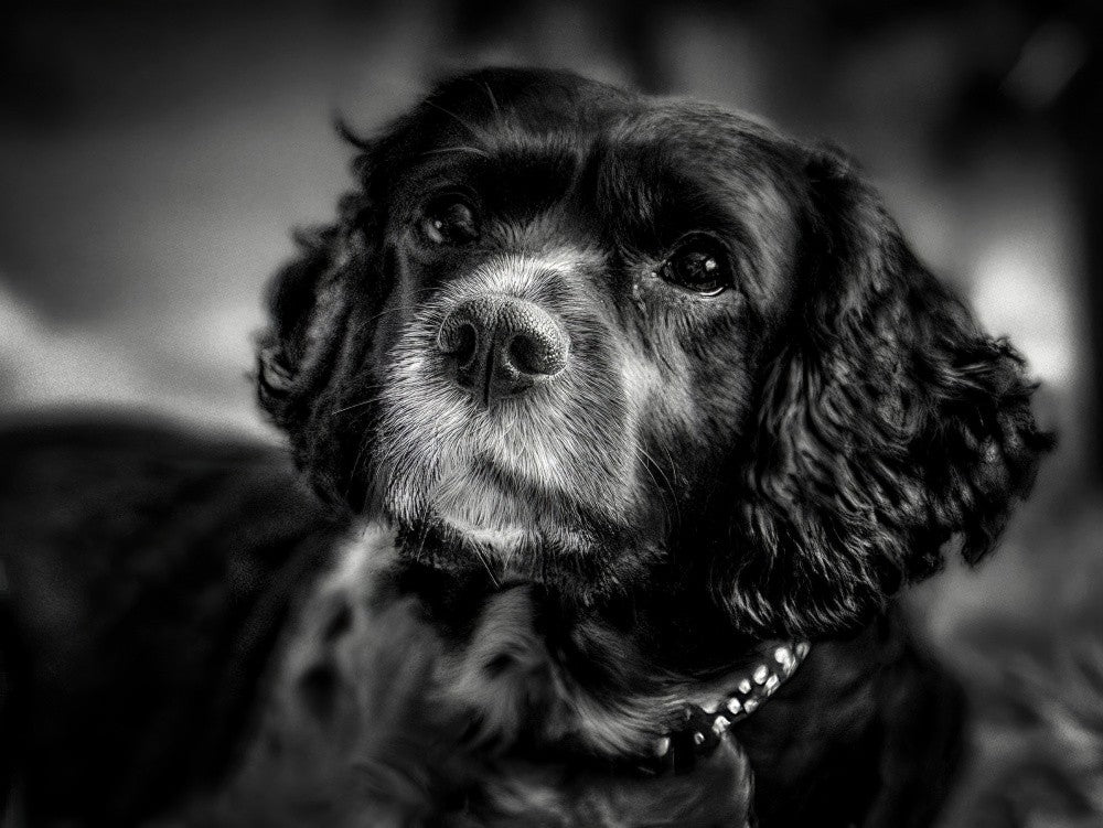 Beloved Bella