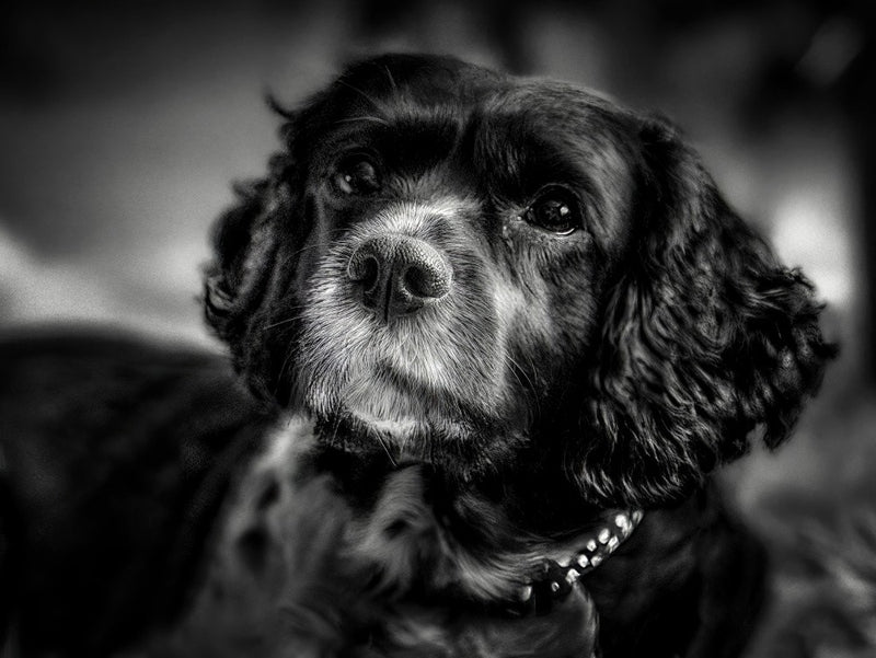 Beloved Bella