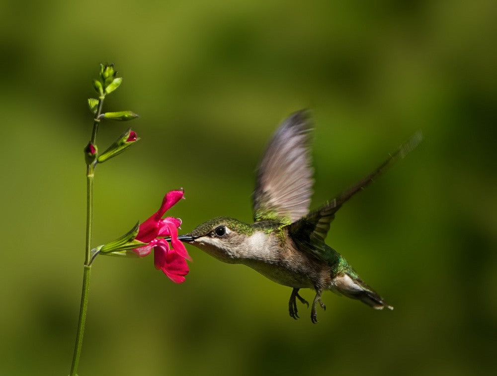Hummingbird