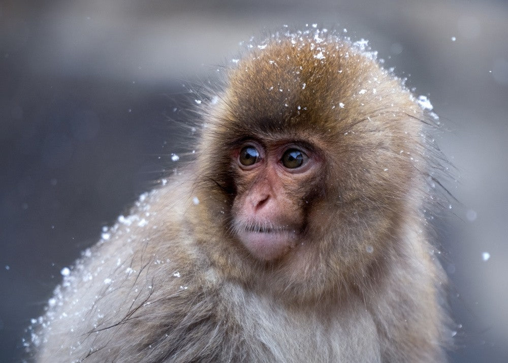 A little snow monkey - 2