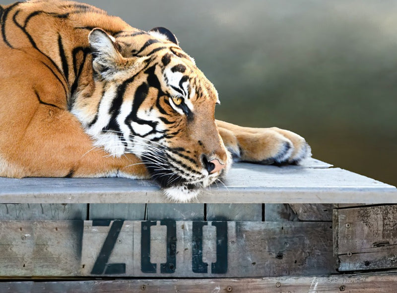 Captivity