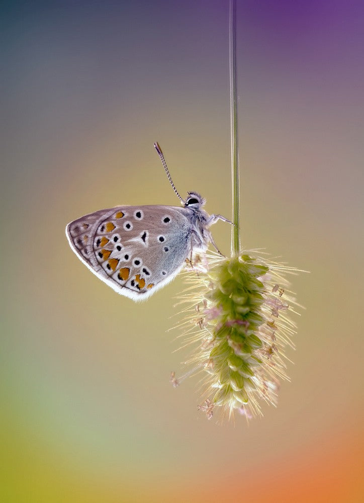 Polyommatus icarus