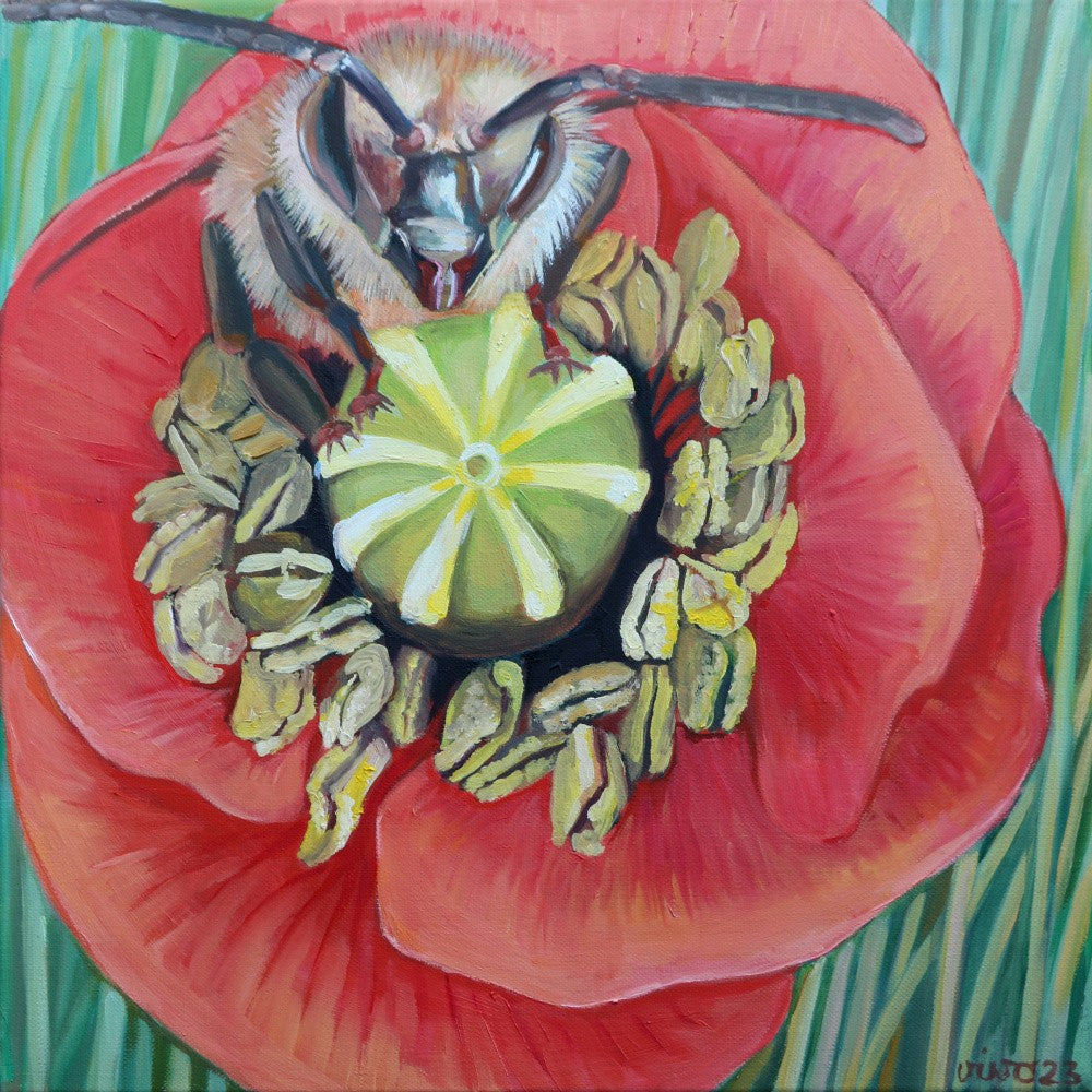 Bumblebee On Poppy
